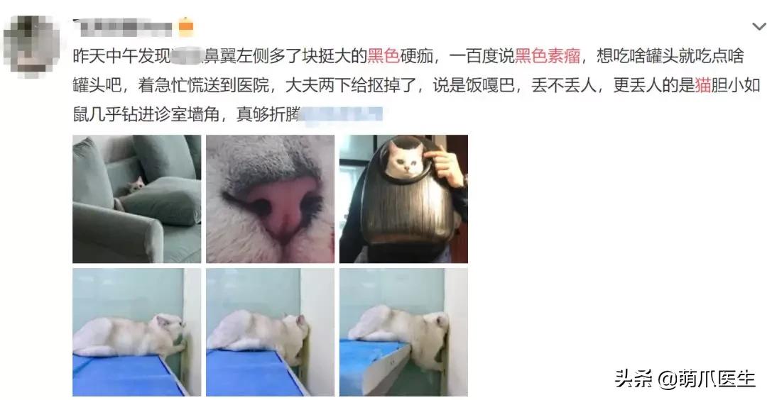 猫咪皮肤有黑斑点还很容易掉毛,猫咪身上有黑色斑点是怎么回事