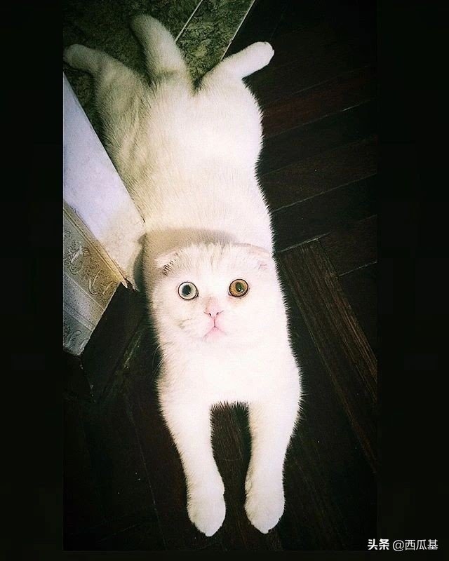 猫咪的三只眼睛,什么猫咪两只眼睛颜色不同