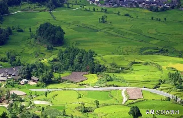贵州茶海的春天有多美,贵州最美茶海