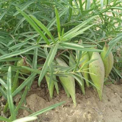 野山地瓜价格多少钱一斤,柘城西瓜多少钱一斤