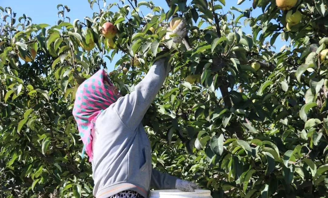 40万斤梨滞销果农急盼援手,河北赵县60万斤滞销梨急寻销路