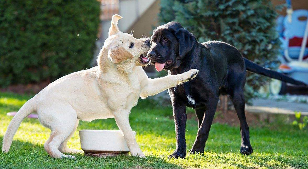 两只狗经常吵架怎么办,两个狗狗经常在一起打架怎么办