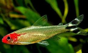 草缸灯鱼专用灯,适合草缸养的灯鱼