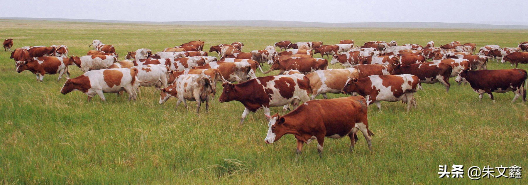 呼伦贝尔农垦纯牛奶三河牛,呼伦贝尔大草原三河牛