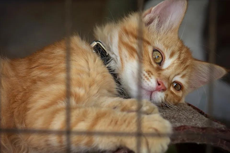 溶血症猫咪的血型,溶血症是什么