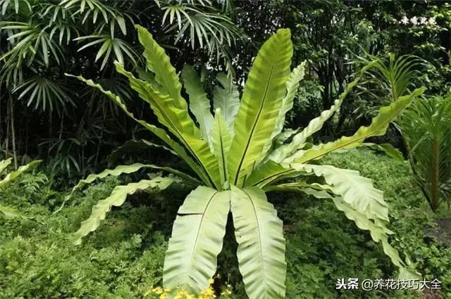 常见小区绿化100种植物图片,常见的水生植物有哪些种
