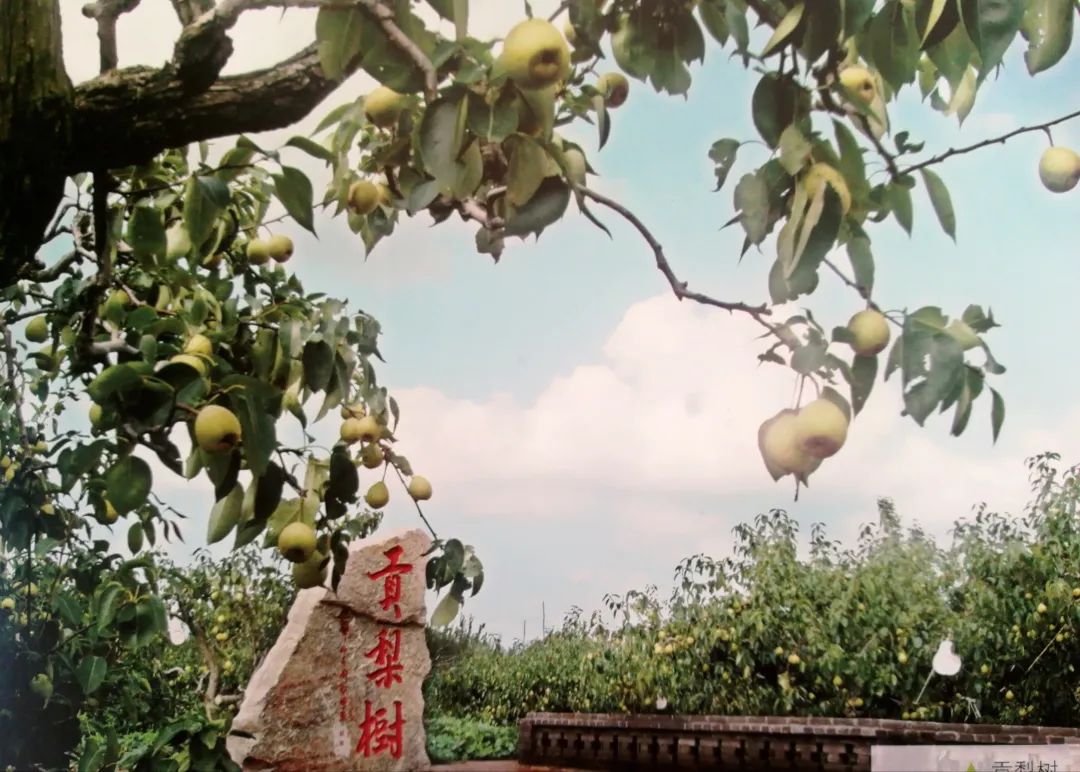 莱阳特产大全莱阳梨,莱阳特产名吃