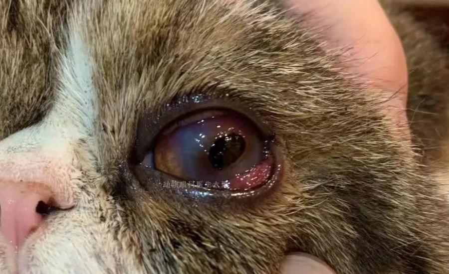 猫咪眼睛腐骨怎么治疗,猫咪角膜腐骨滴眼药水能好吗