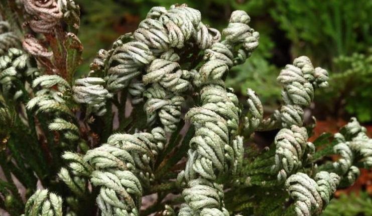 卷柏能养成盆景，叶子却总爱“打卷”，这几点养护技巧都做到了吗