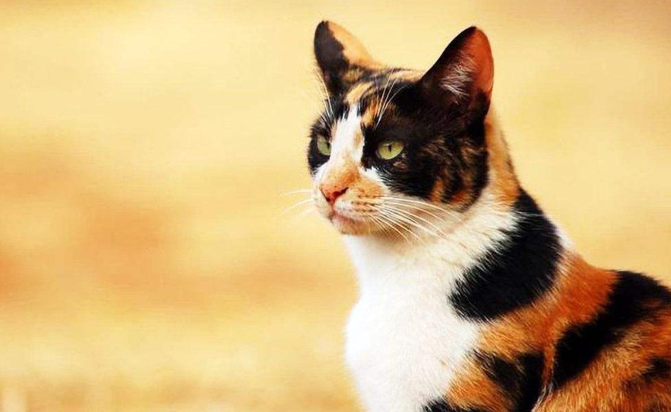 猫咪发情期怎么办？铲屎官们可以这样解决，快来看看吧