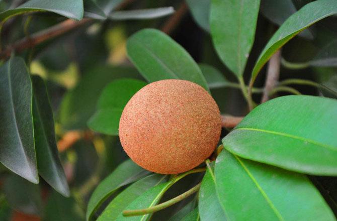 人参果怎么挑选才好吃,云南人参果怎么挑选