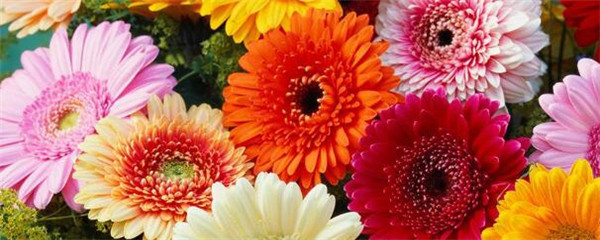 非洲菊怎么养在水中