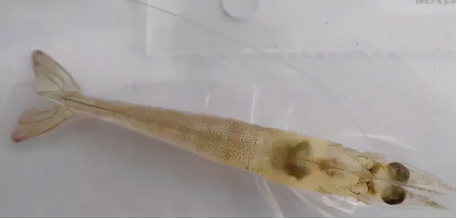 对虾补充什么钙最好,对虾多大吃1.0的料