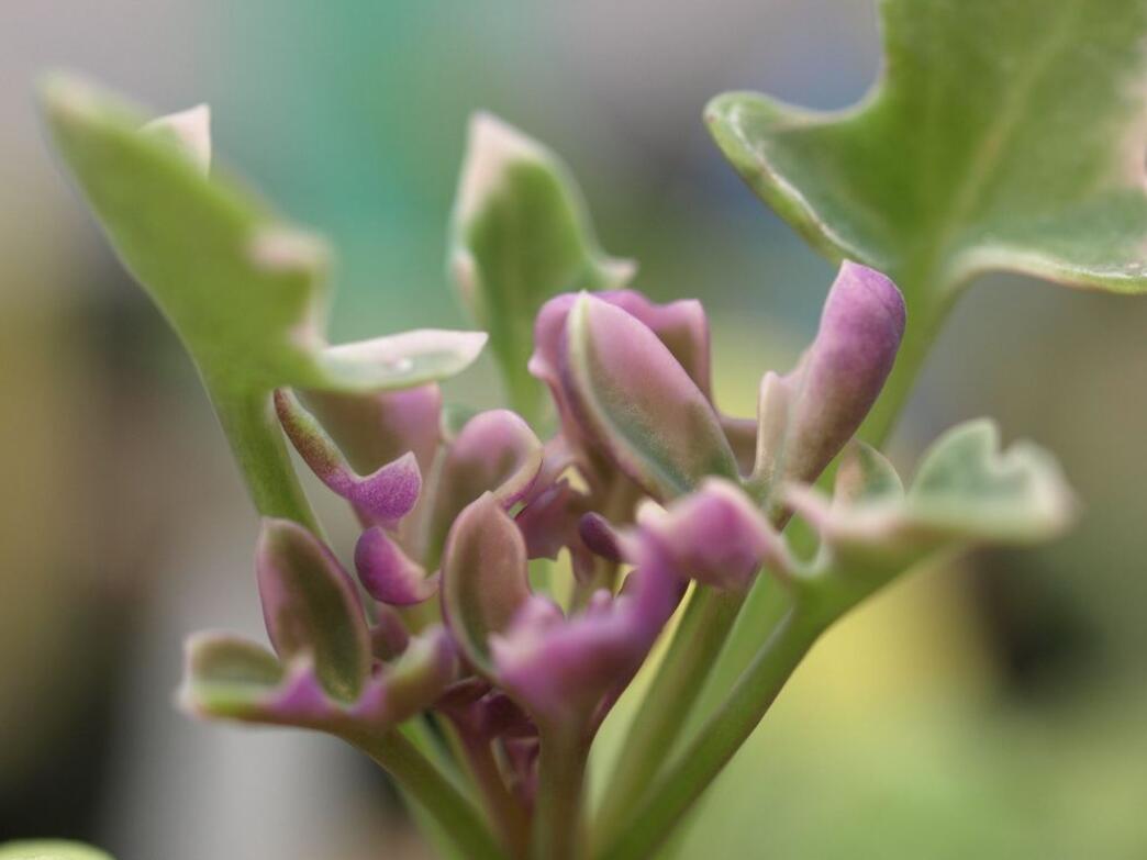 仙人笔怎么养,仙人笔多肉大冠幅