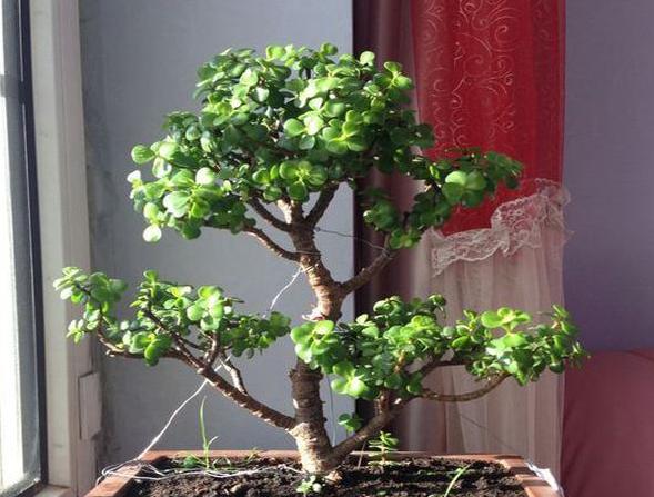 小盆栽金枝玉叶怎么养成老桩,金枝玉叶盆栽怕晒吗