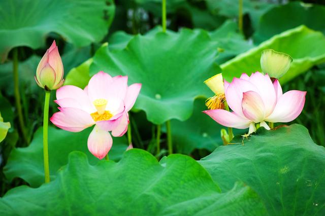 盛夏来一场赏荷盛宴