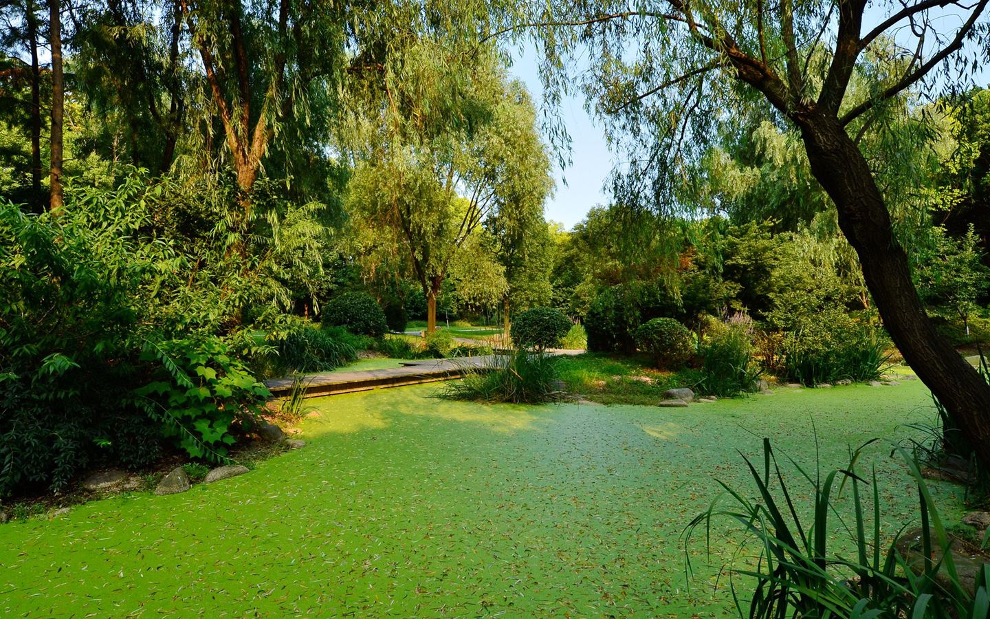 最美盛夏歌曲视频,最美初夏诗词大全