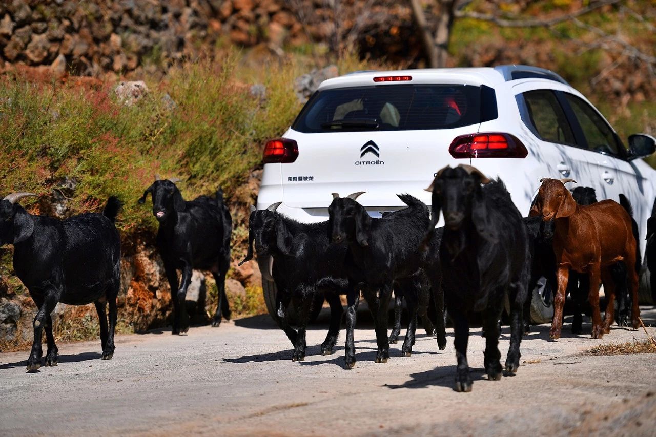丽江试驾东风雪铁龙全系SUV，买法国车的可能是老司机