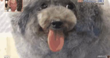 时尚前沿的“贵宾咩咩装”，到底是羊还是狗啊？