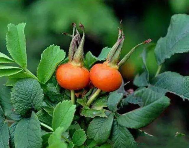 月季玫瑰蔷薇的关系,玫瑰月季蔷薇哪个香