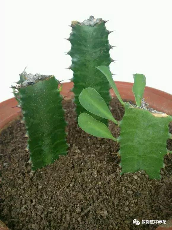 别人扔了的龙骨花捡回来好不好,别人丢掉的发财树能捡回来种吗