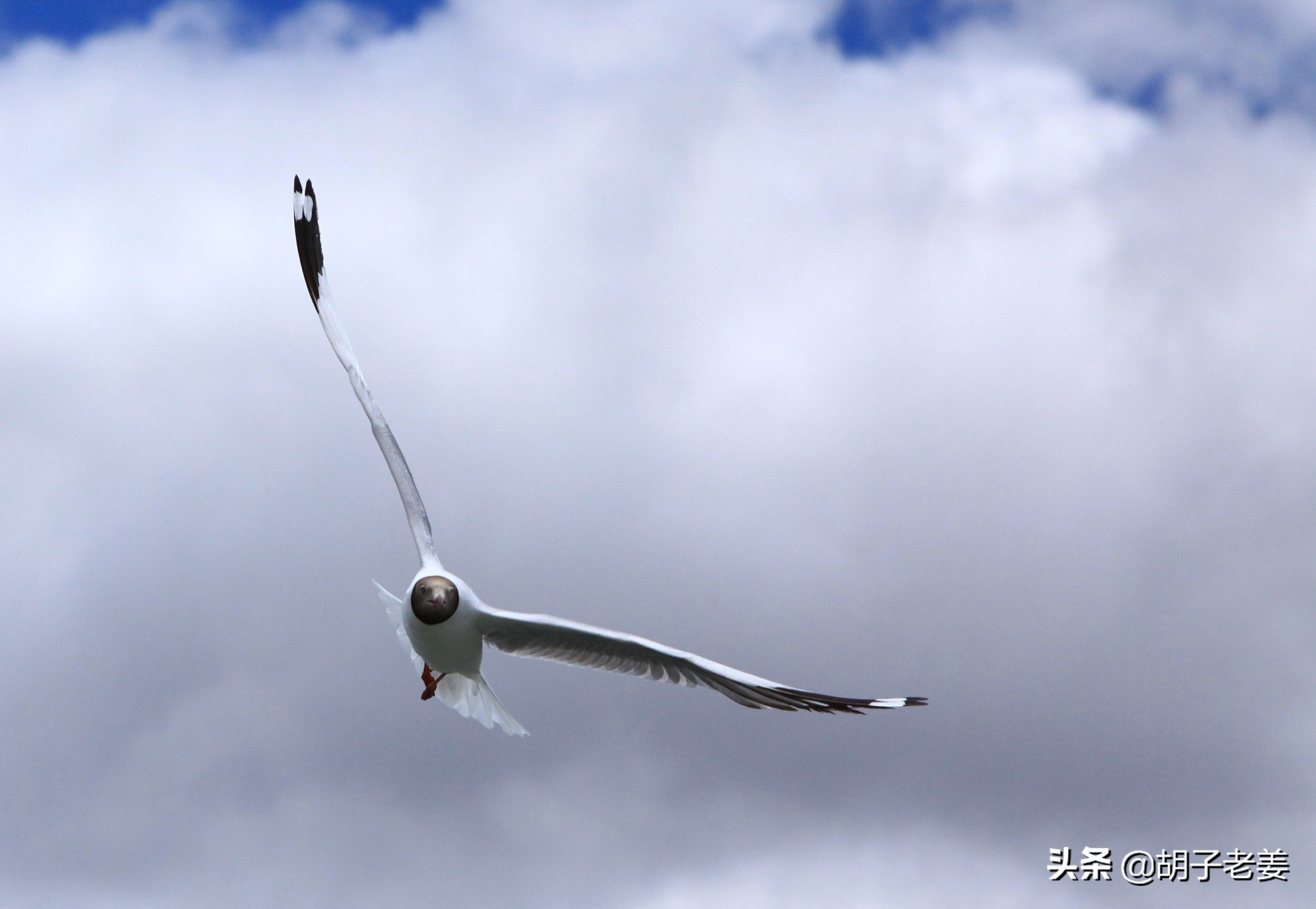 西藏三大圣湖哪个湖最美,纳木错三大圣湖之首