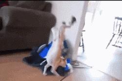 搞笑动态小短腿图,搞笑动图gif骑自行车