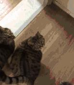 最适合家养的猫排名橘猫,最胖的品种猫排名