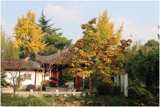 上海银杏叶打卡的地方,上海周边哪里有银杏叶