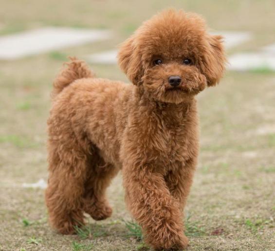 养泰迪狗的基础知识,一个多月小泰迪狗怎么养视频