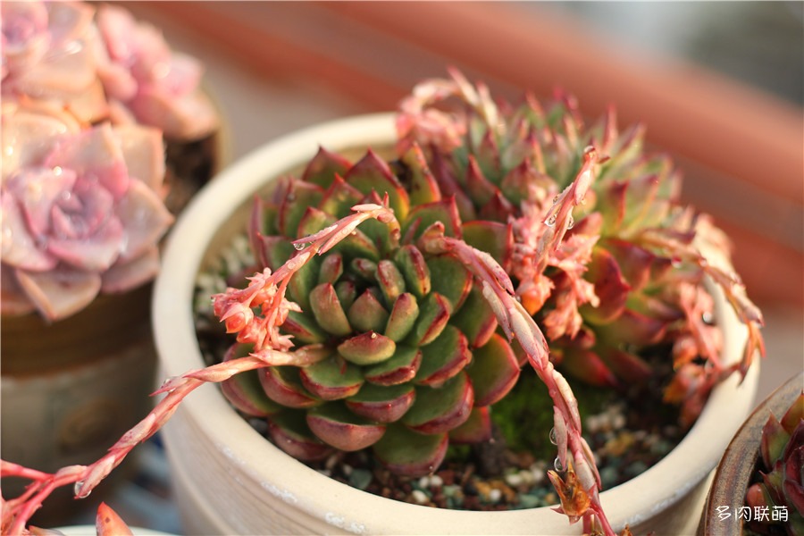 多肉青苔铺面,多肉各种铺面