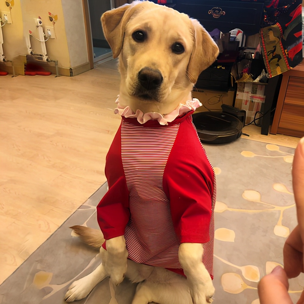 狗想让主人知道的十件事,狗狗想念主人的六件事