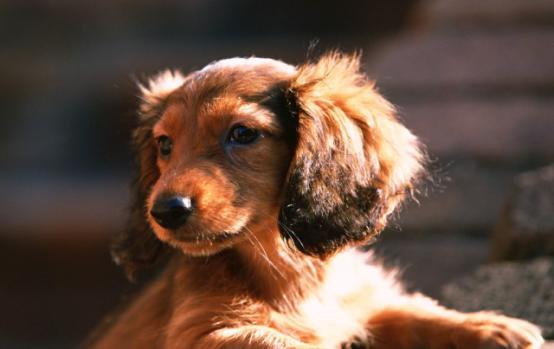 盘点狗狗的行为解说,狗狗常见的十大行为