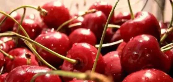 西安西郊摘樱桃最佳地方,长安区附近樱桃采摘的地方