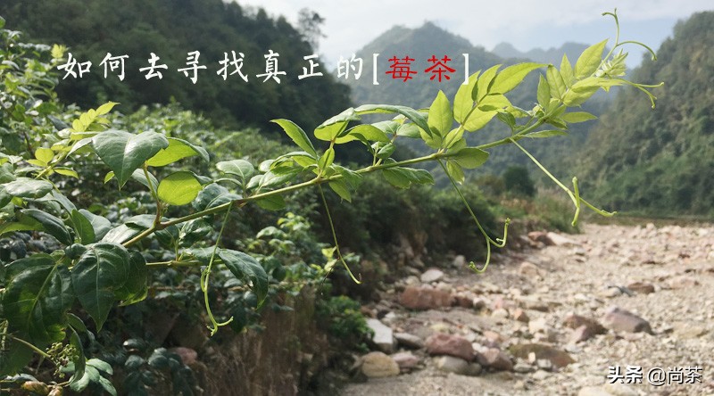 龙须茶大名叫什么茶好听,龙须茶是什么茶种