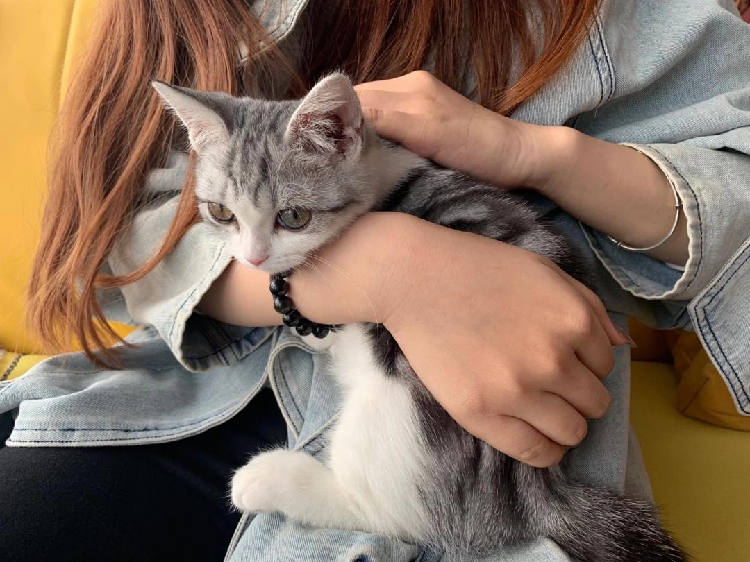 秦皇岛这只网红猫日常“巡逻”你见过吗？岛上还有这些撸猫好去处~