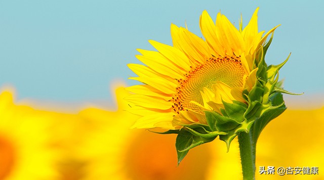 黄圆媛讲过敏益生菌,黄圆媛儿童过敏