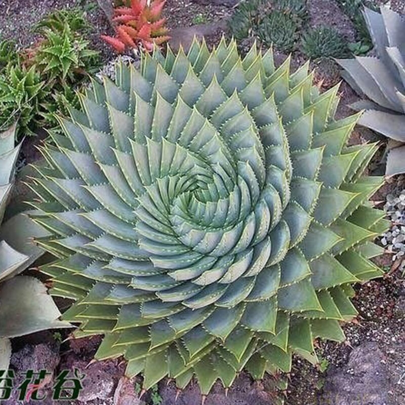 22种花耐旱耐热,天冷种花要注意什么