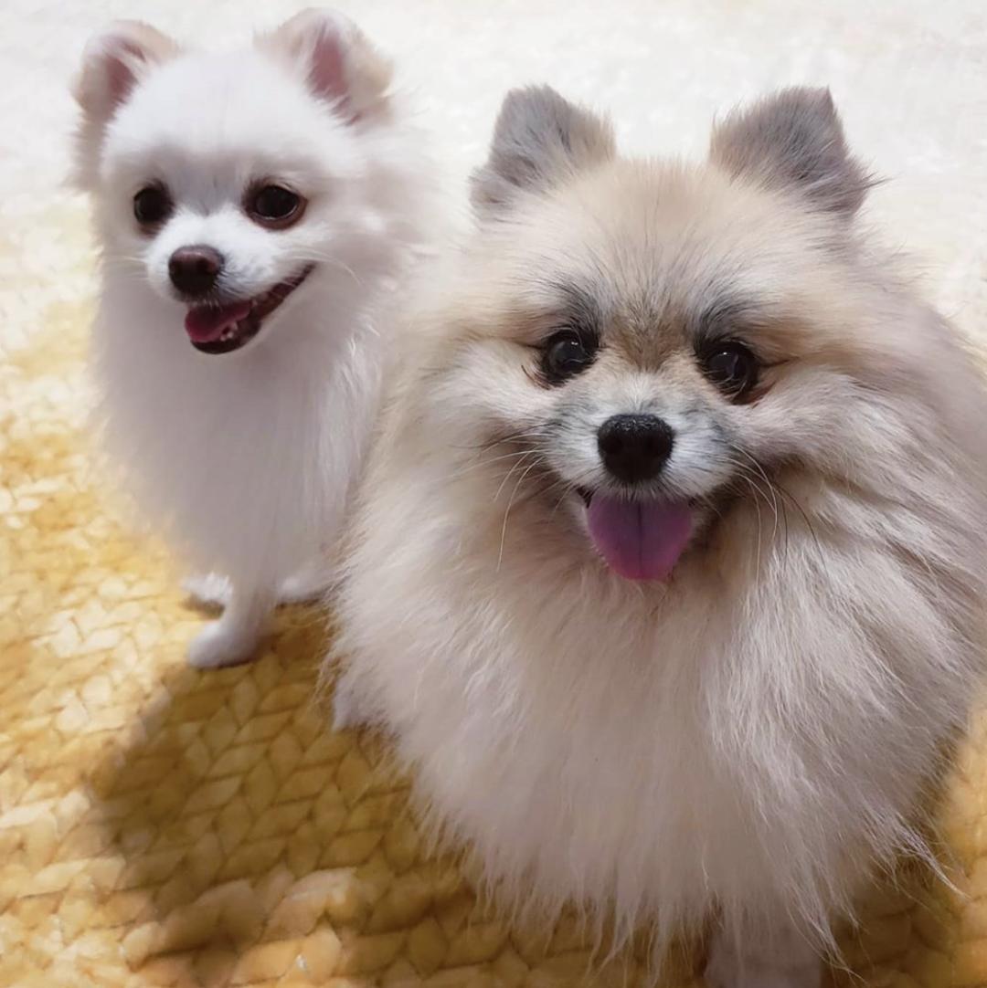 惹人喜爱的萌犬,萌犬