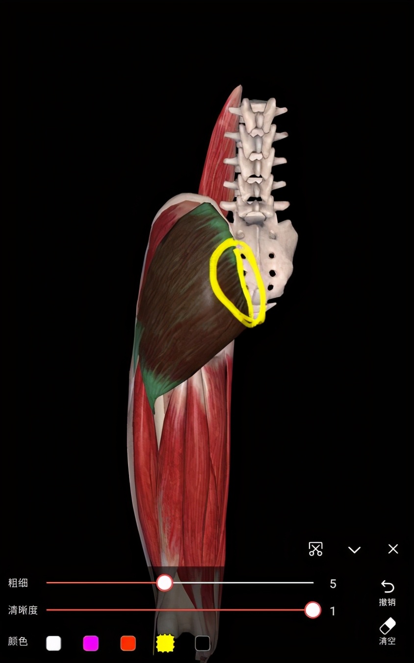 久坐后腰骶骨疼的厉害,久坐之后躺在床上腰骶部痛