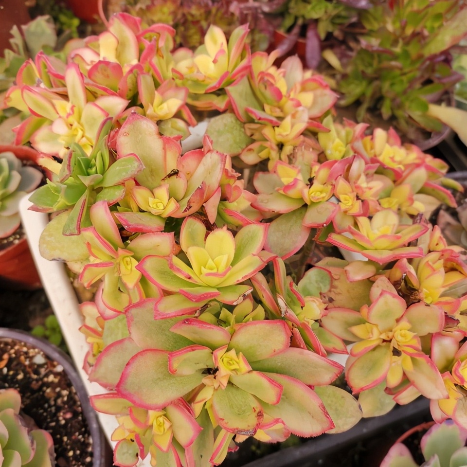 艳日辉长了很多侧芽要剪掉吗,艳日辉怎么养出状态