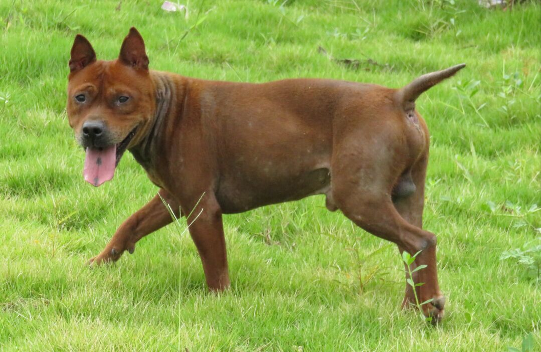 中国比较凶猛的犬,中国被公认的最凶猛的犬