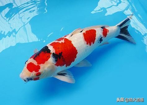 鱼导致突眼最常见的原因,鱼突眼最明显的症状