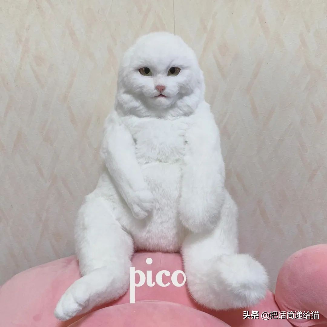 日本网红猫包,日本网红猫咪包