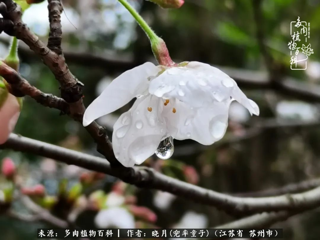 六年时间环游22个国家,却被多肉小萌物征服