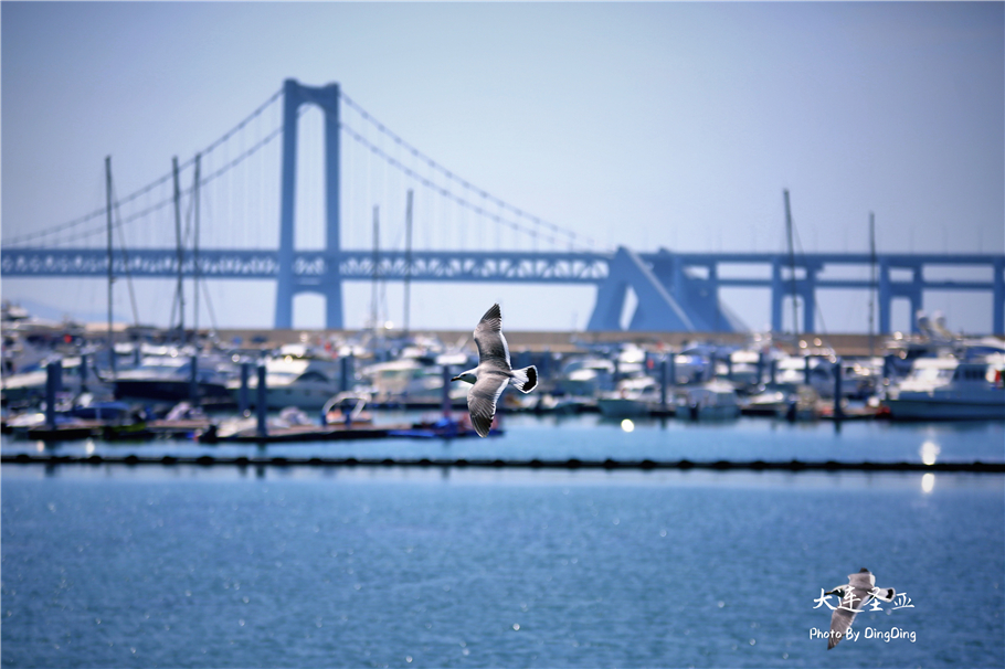北方明珠活力四射的浪漫之都大连，国内最具特色的海洋世界圣亚