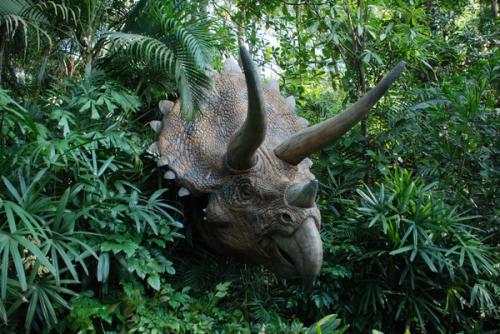 1月广州长隆野生动物园旅游攻略,广州珠海长隆野生动物园四日游