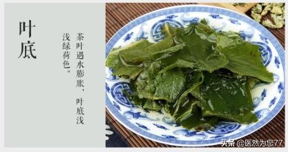 荷叶开得最多最茂盛的地方是哪里,荷叶在哪个地方最好