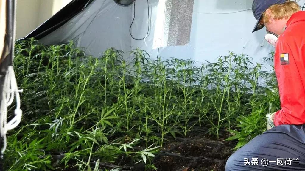 荷兰大麻是否合法,荷兰有没实施大麻合法化