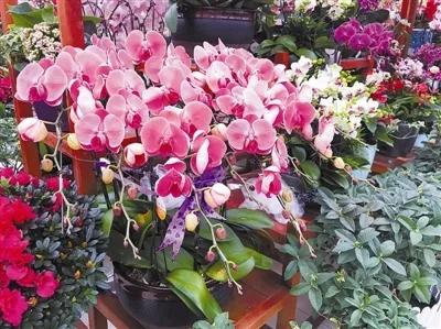 家庭园艺市场前景不可估量,家庭园艺生意有市场吗